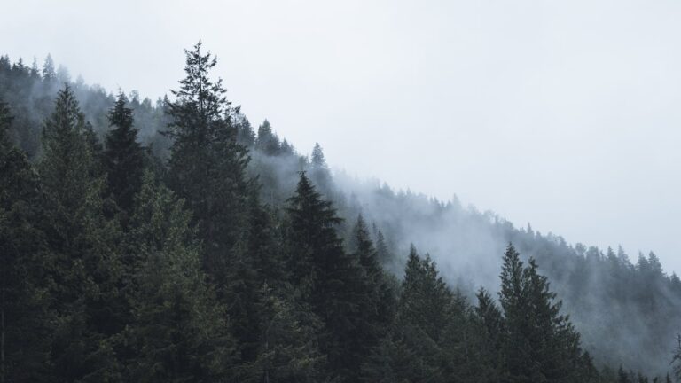 pexels-confinedriley-14204393